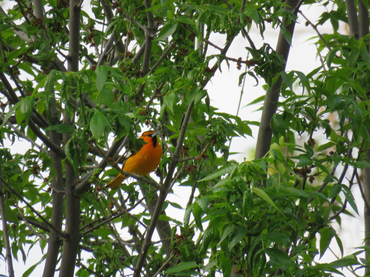Bullock's Oriole - ML229655481