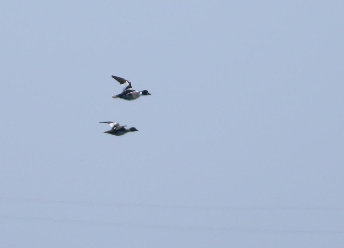 Common Goldeneye - ML229655961