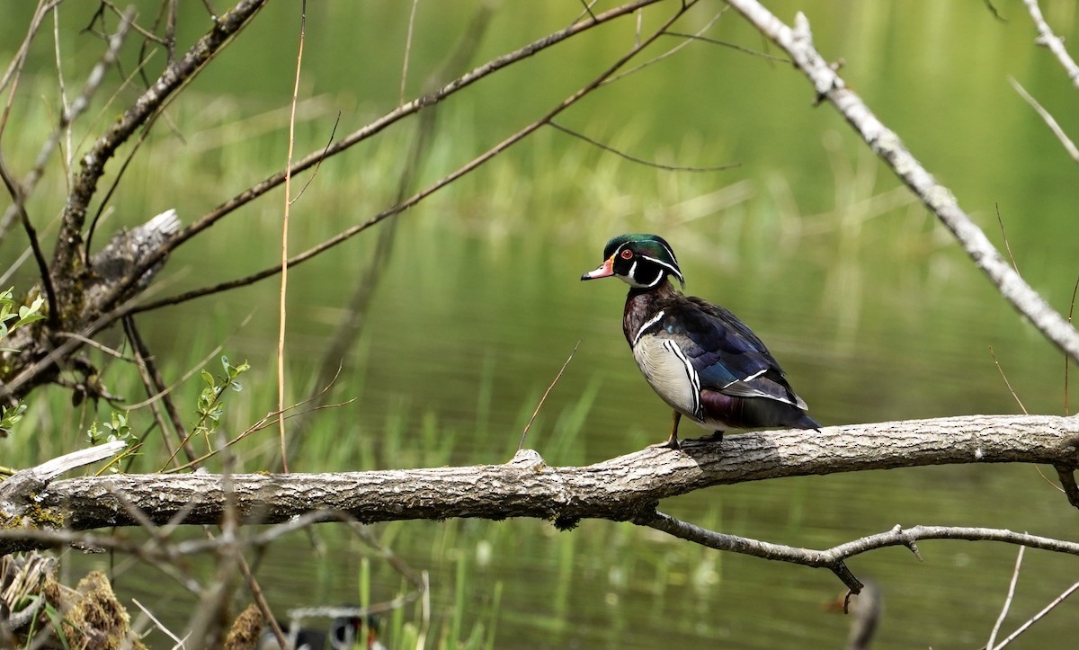 Wood Duck - ML229657891