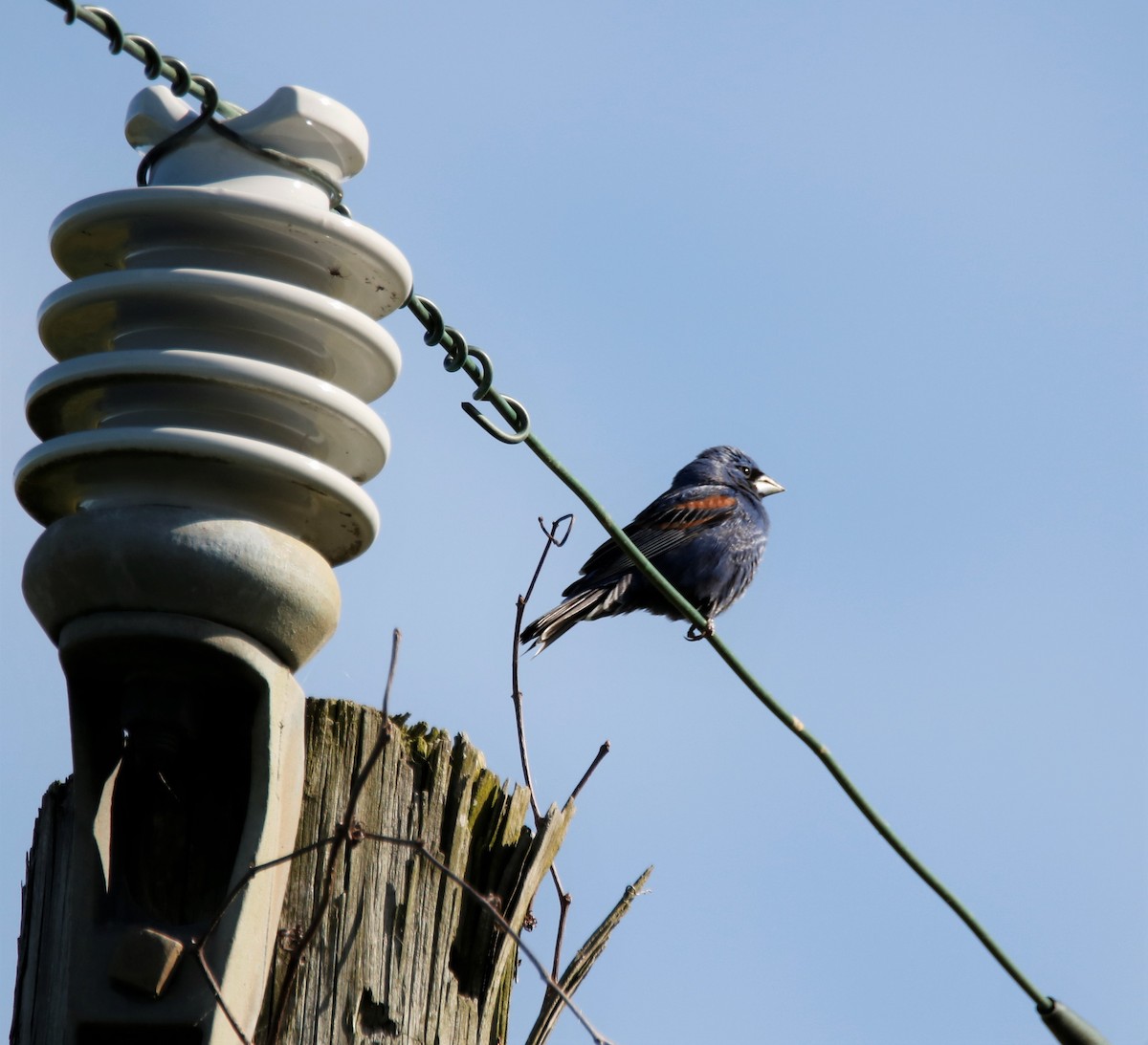 Blue Grosbeak - ML229658121