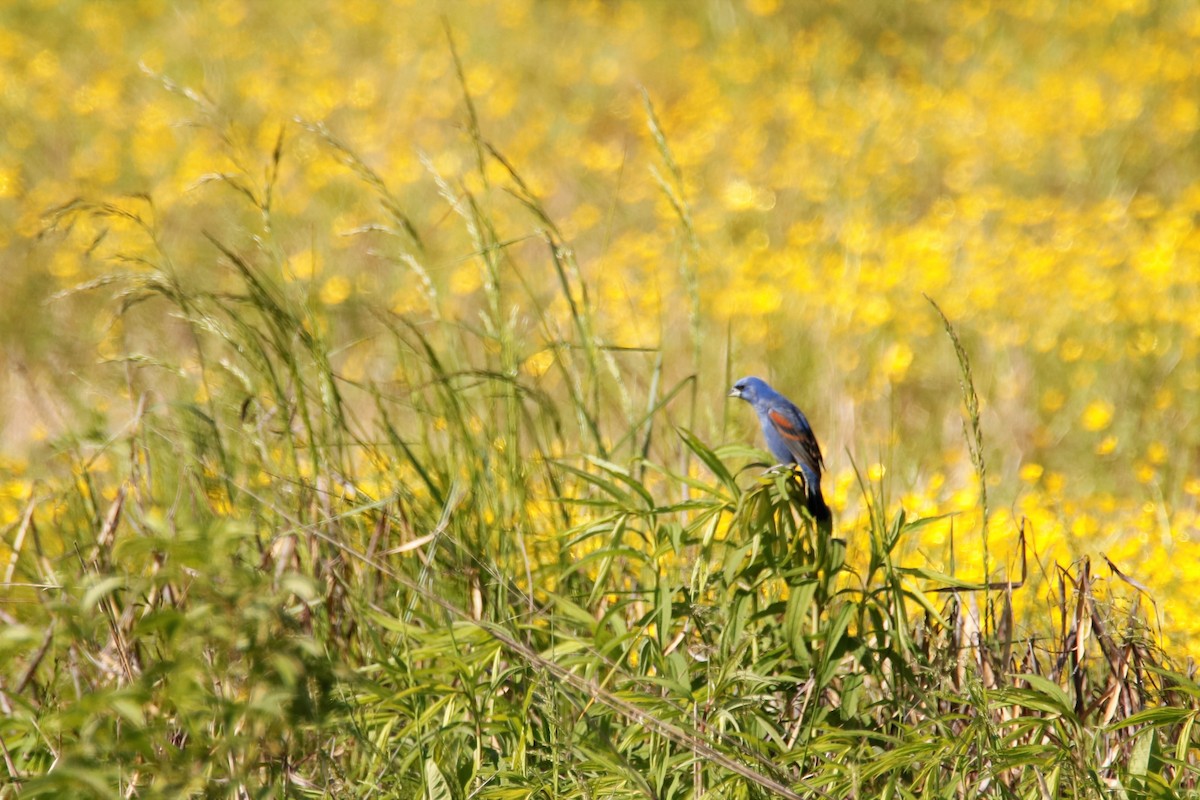 Blue Grosbeak - ML229658131