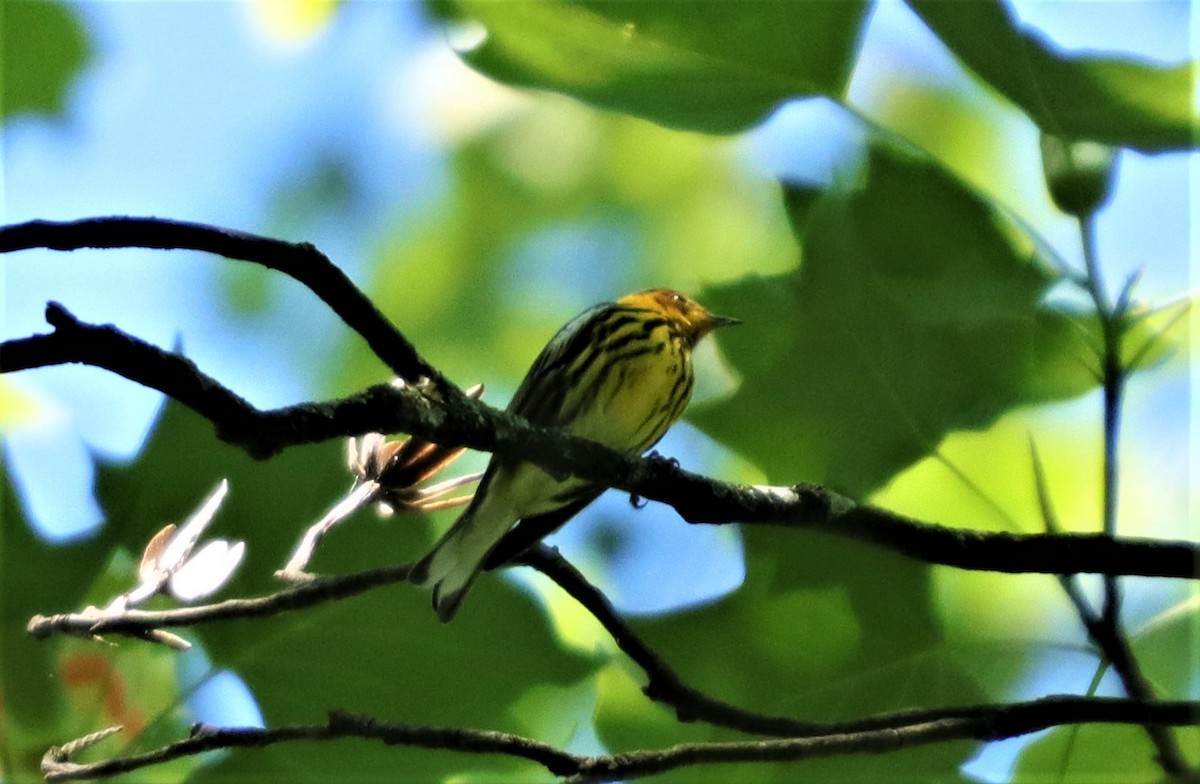 Cape May Warbler - ML229660901