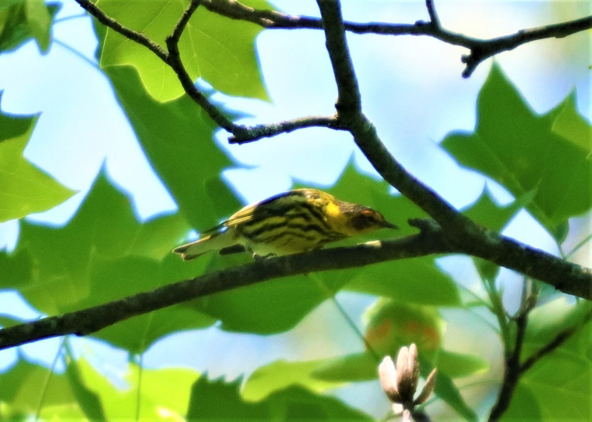 Cape May Warbler - ML229660911