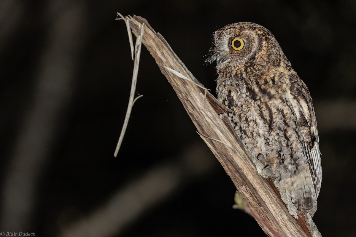 Western Screech-Owl - Blair Dudeck