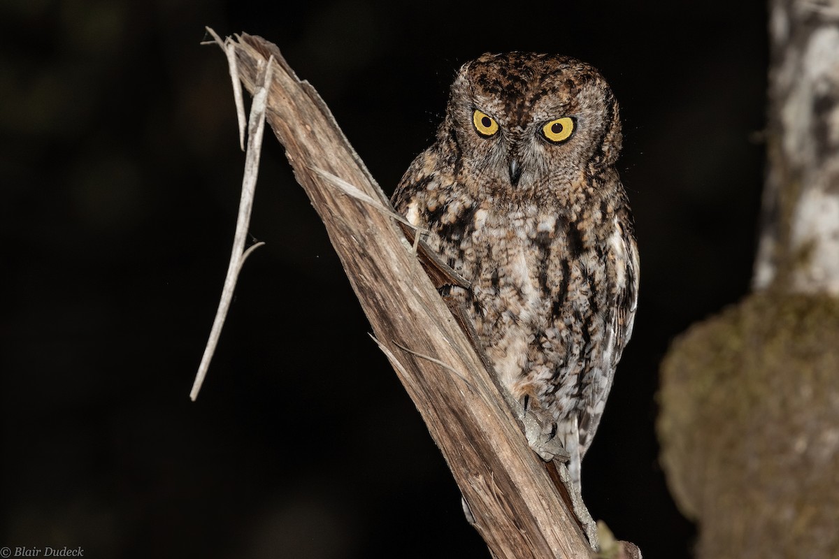 Western Screech-Owl - Blair Dudeck