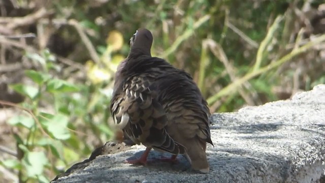 Tourterelle des Galapagos - ML229666391