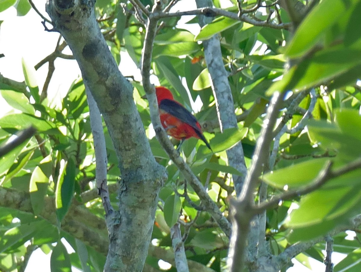 Scarlet Tanager - ML229666561
