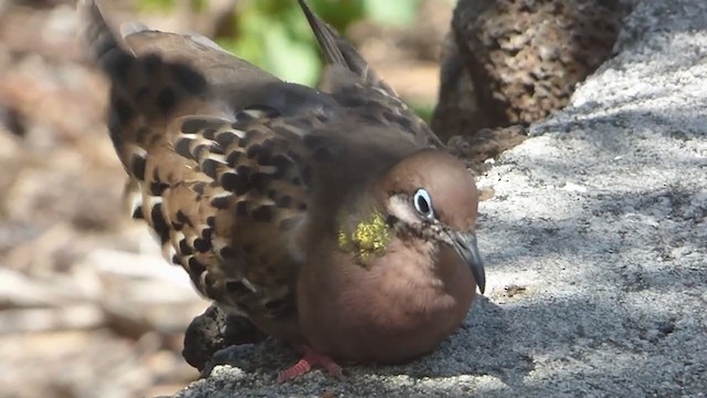 Tourterelle des Galapagos - ML229666601