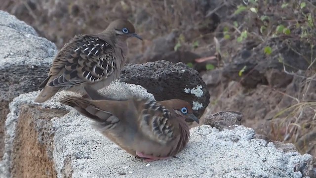 Tourterelle des Galapagos - ML229666661