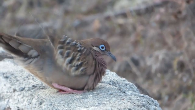 Galapagos Dove - ML229666911