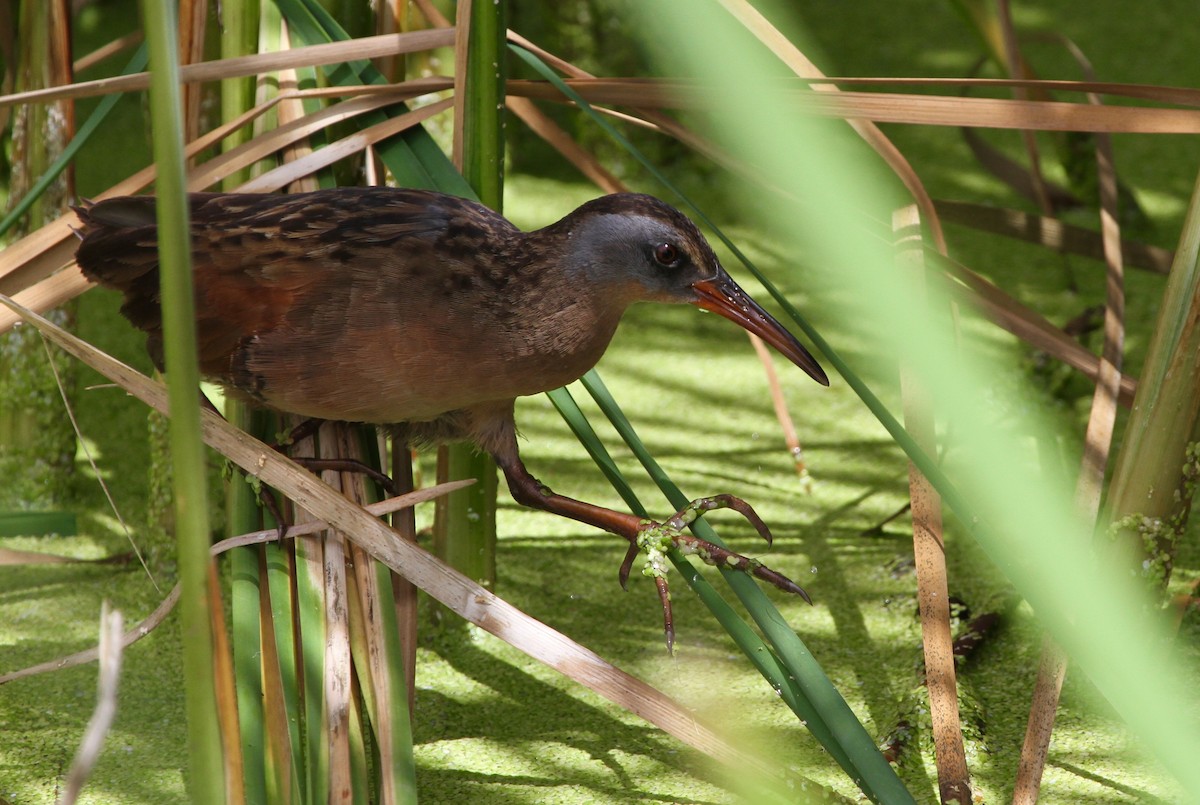 Virginia Rail - ML229667791
