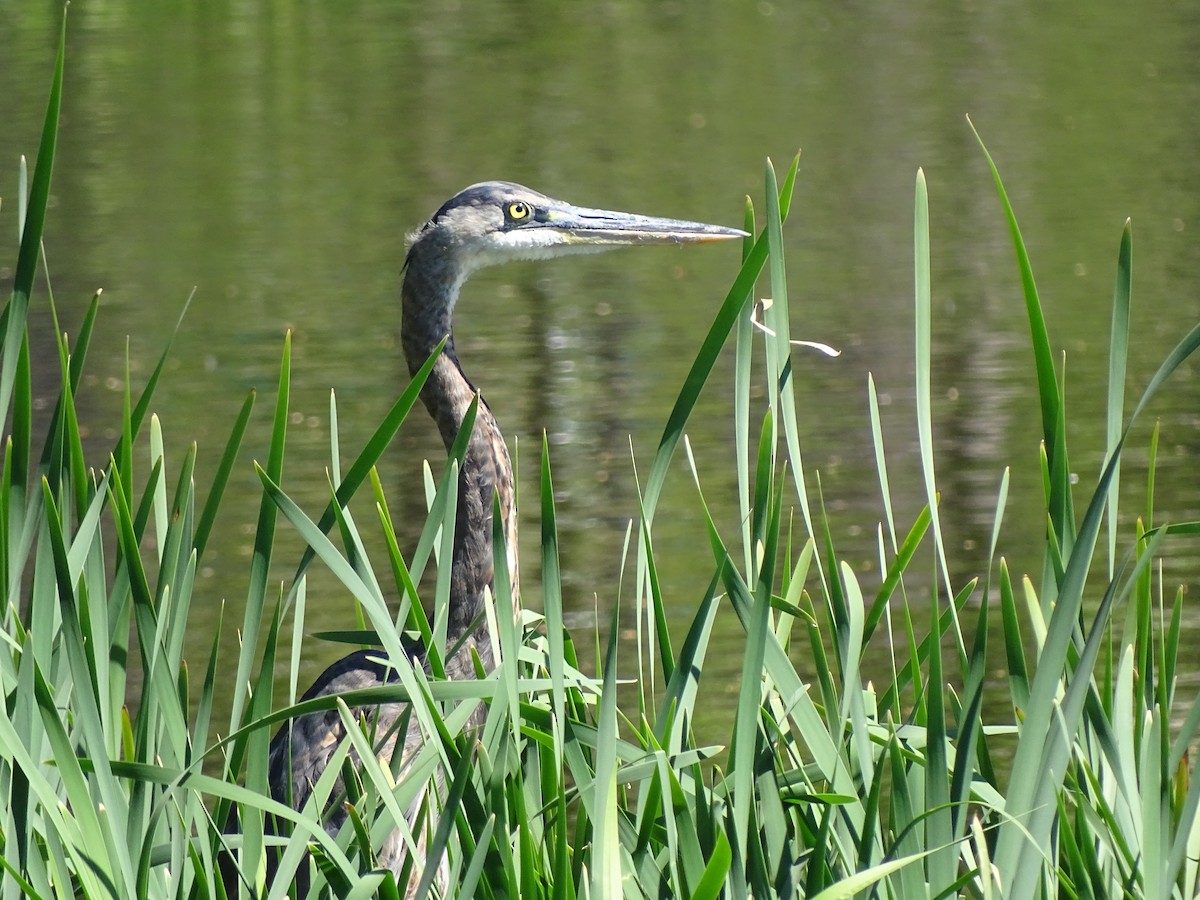 Great Blue Heron - ML229668651