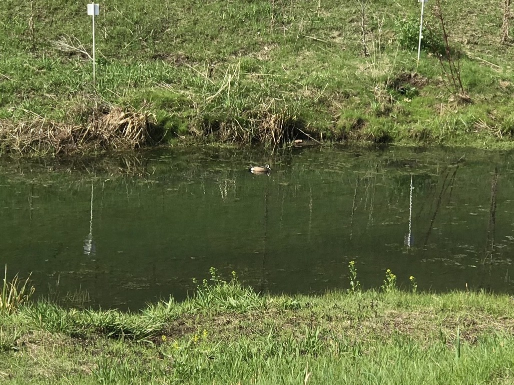 Blue-winged Teal - ML229669421