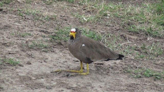 Wattled Lapwing - ML229671001