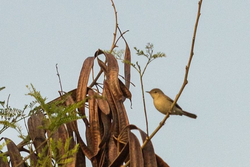 Sykes's Warbler - ML22967261