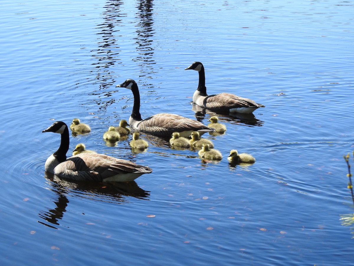 Canada Goose - Mary McKitrick