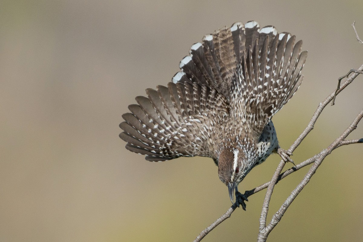 Cactus Wren - ML229676861