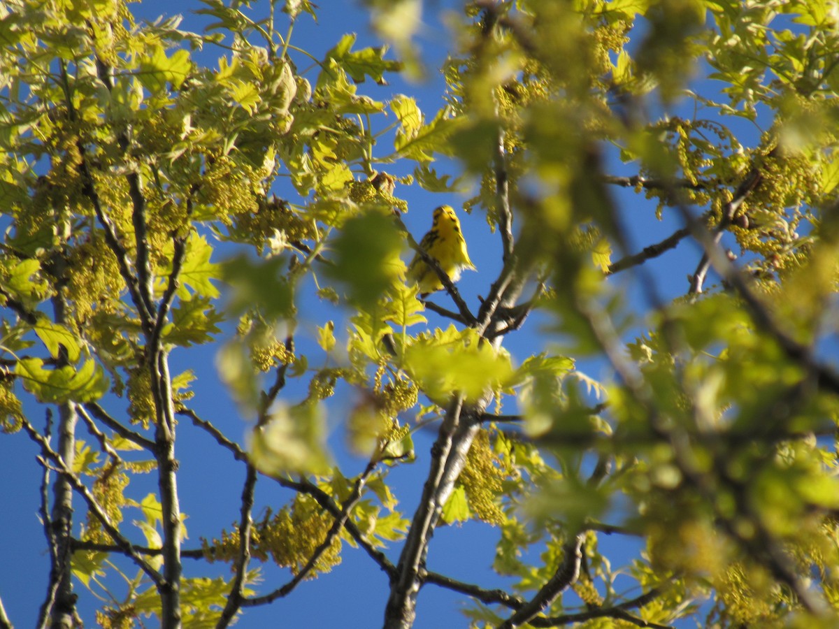 Prairie Warbler - John Coyle