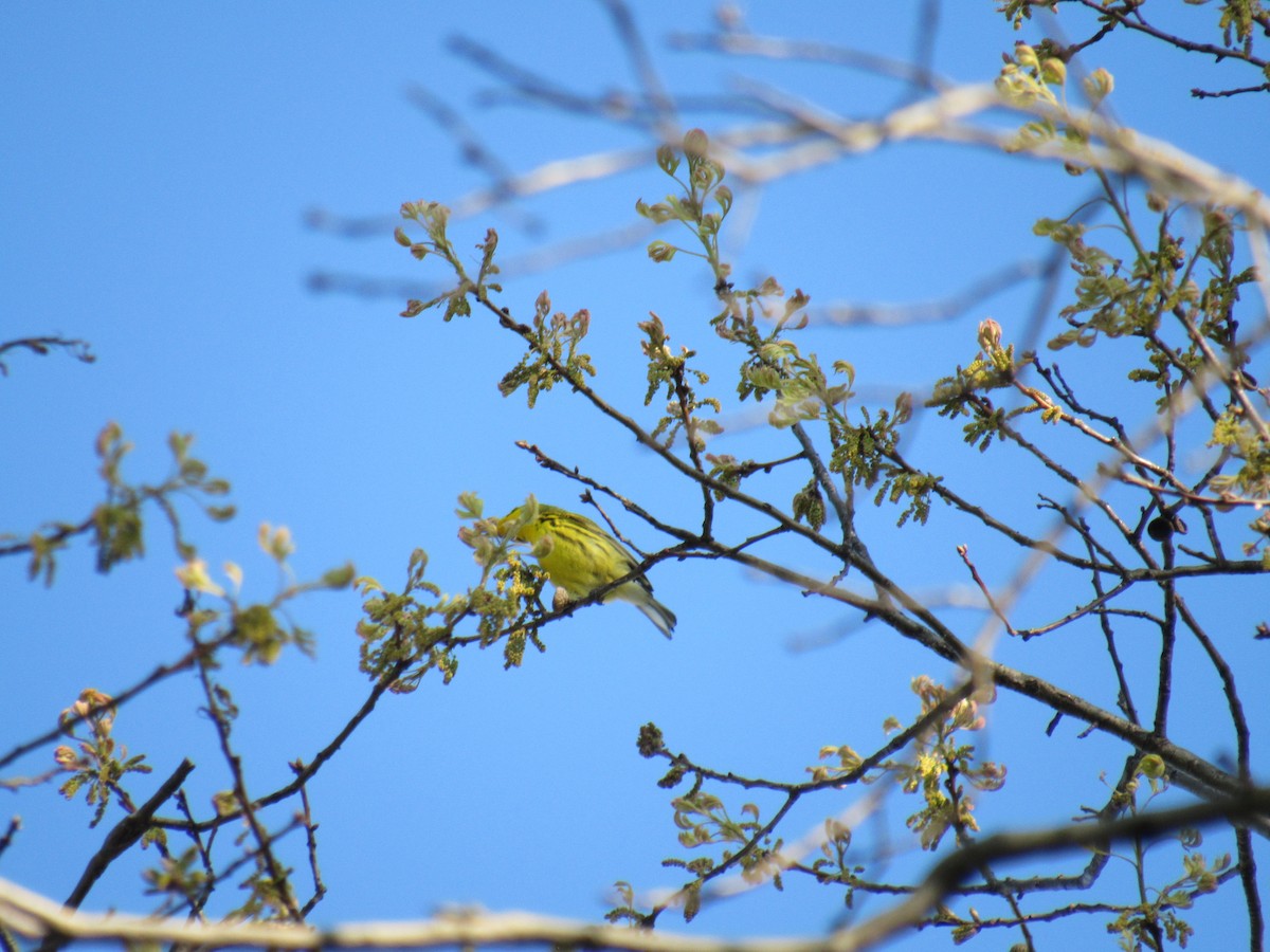 Prairie Warbler - John Coyle