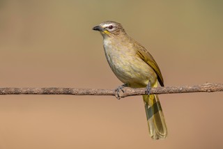White-browed Bulbul