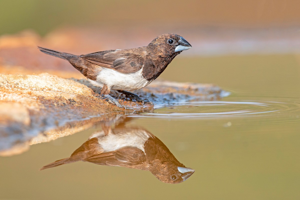 White-rumped Munia - Aseem Kothiala