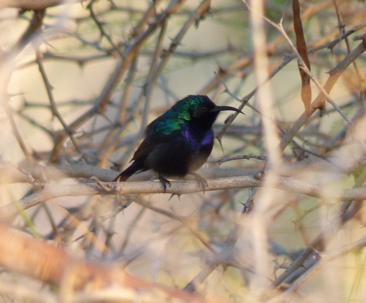 Palestine Sunbird - Shaun Robson