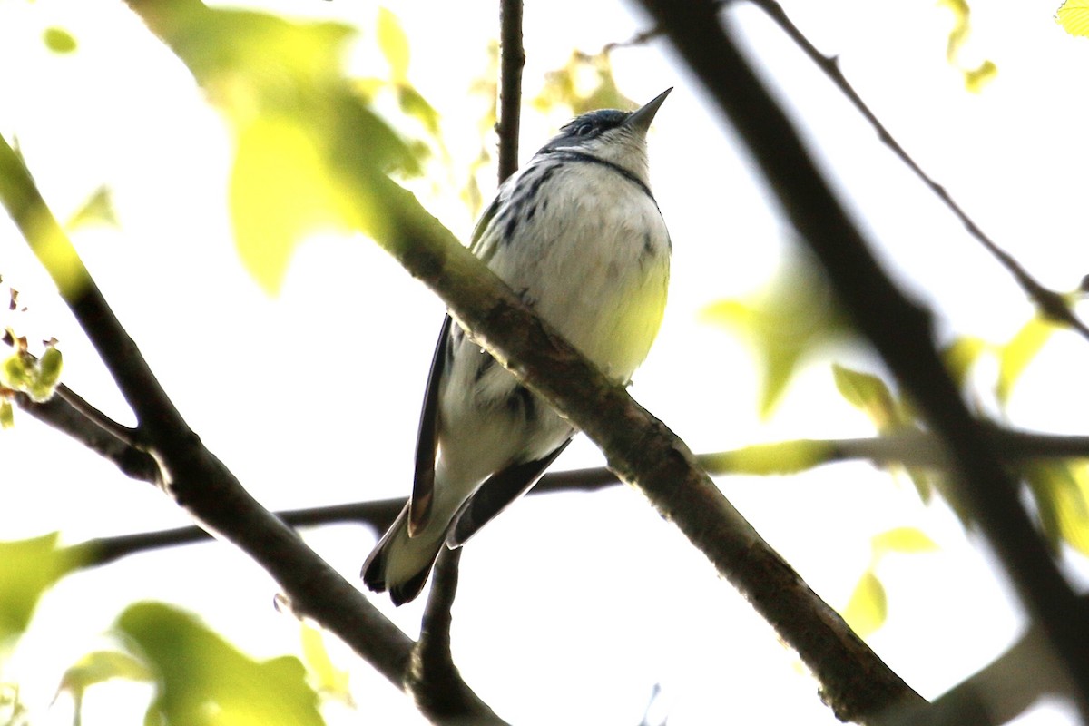 Cerulean Warbler - ML229681261