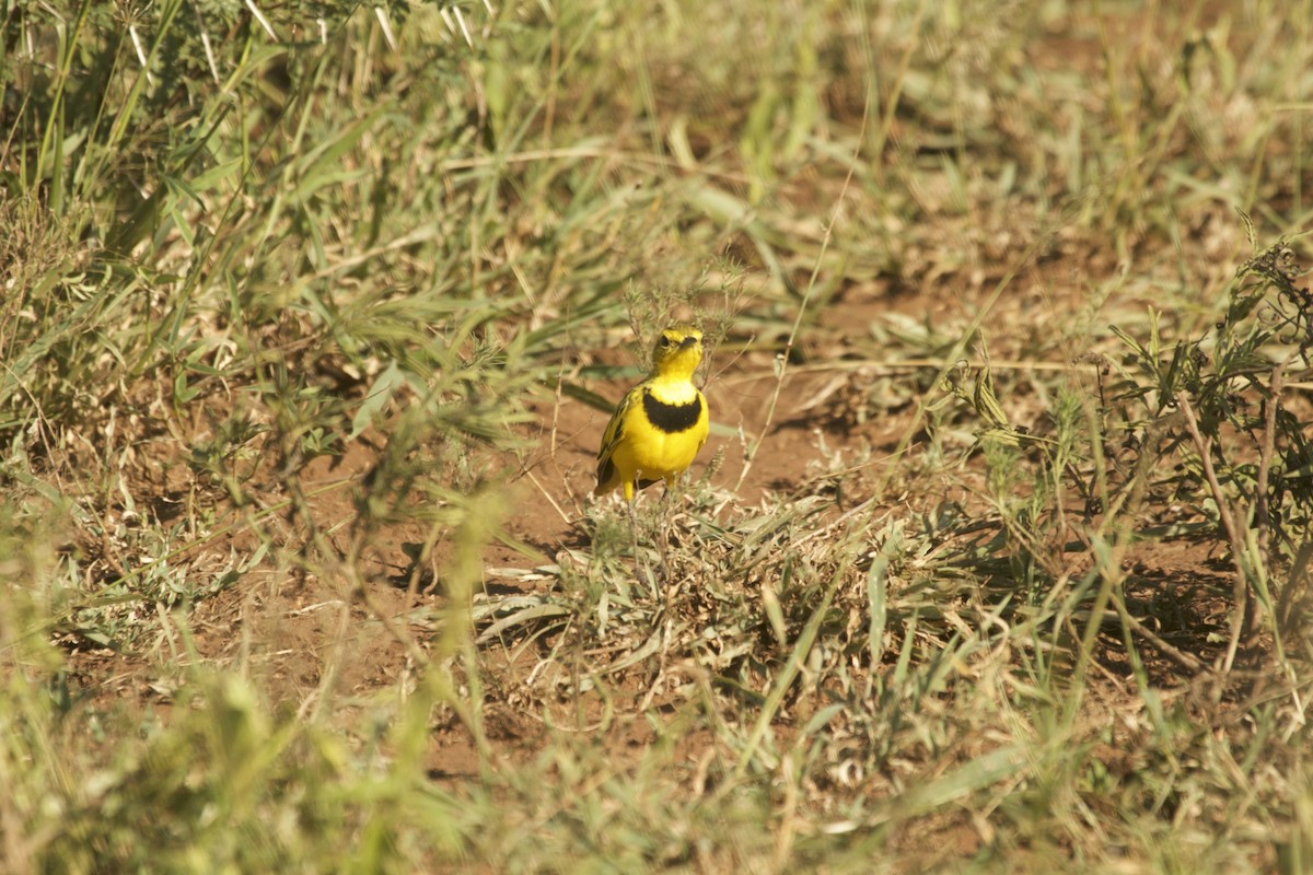 Golden Pipit - ML229682011