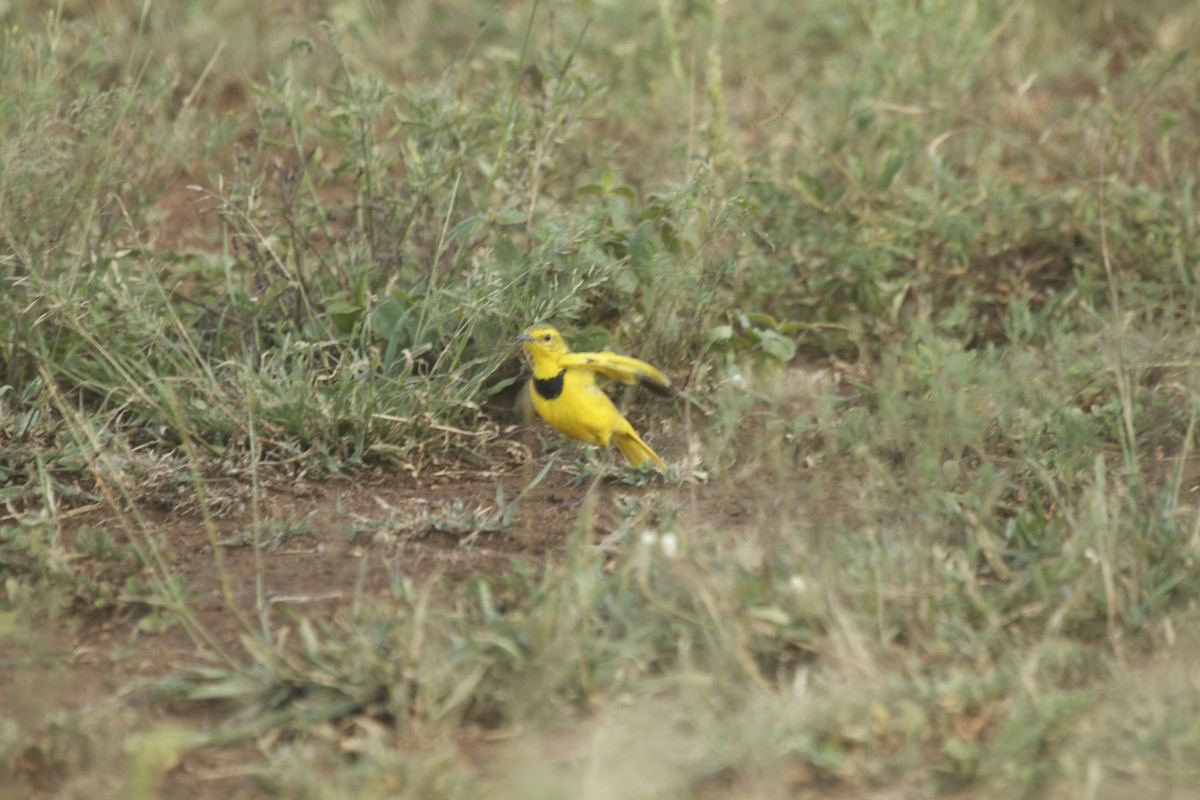 Golden Pipit - ML229682051