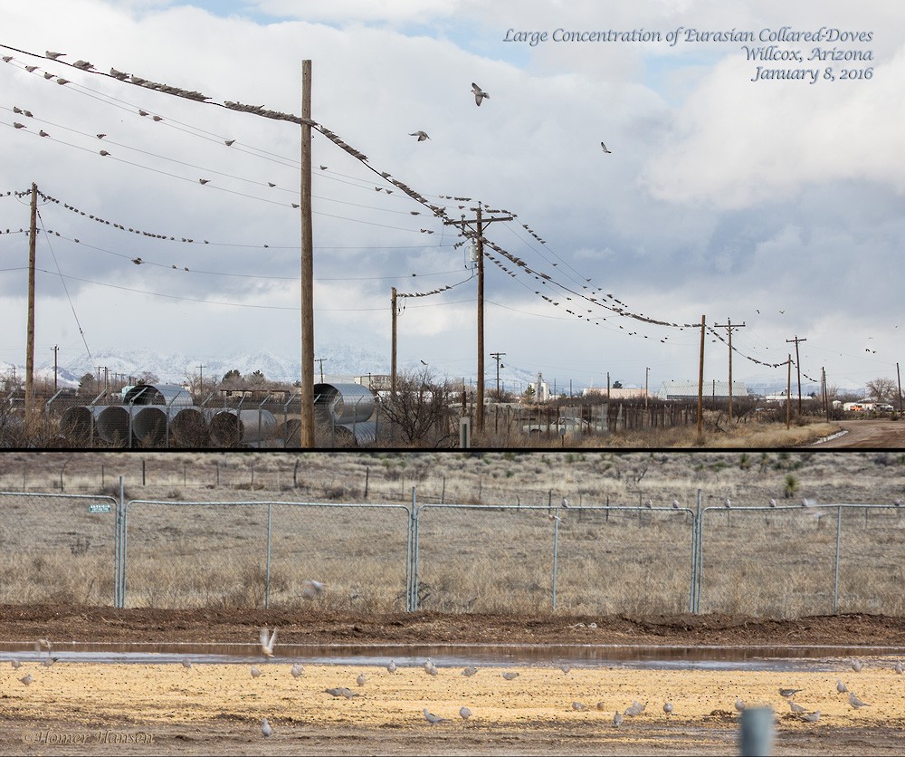 Eurasian Collared-Dove - ML22968231