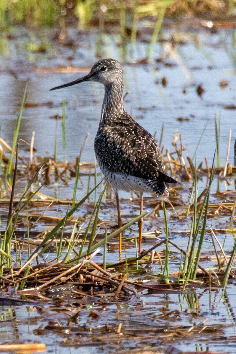Greater Yellowlegs - Kurt Miller