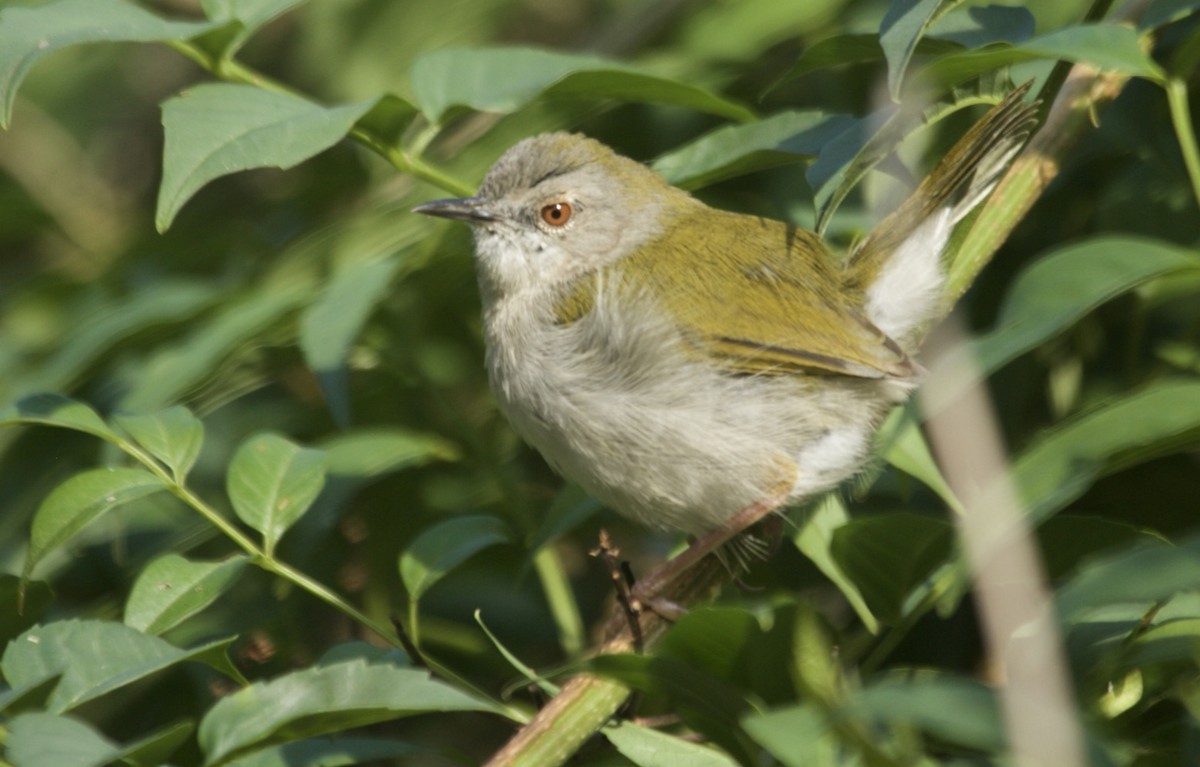 Green-backed Camaroptera (Green-backed) - ML229684671