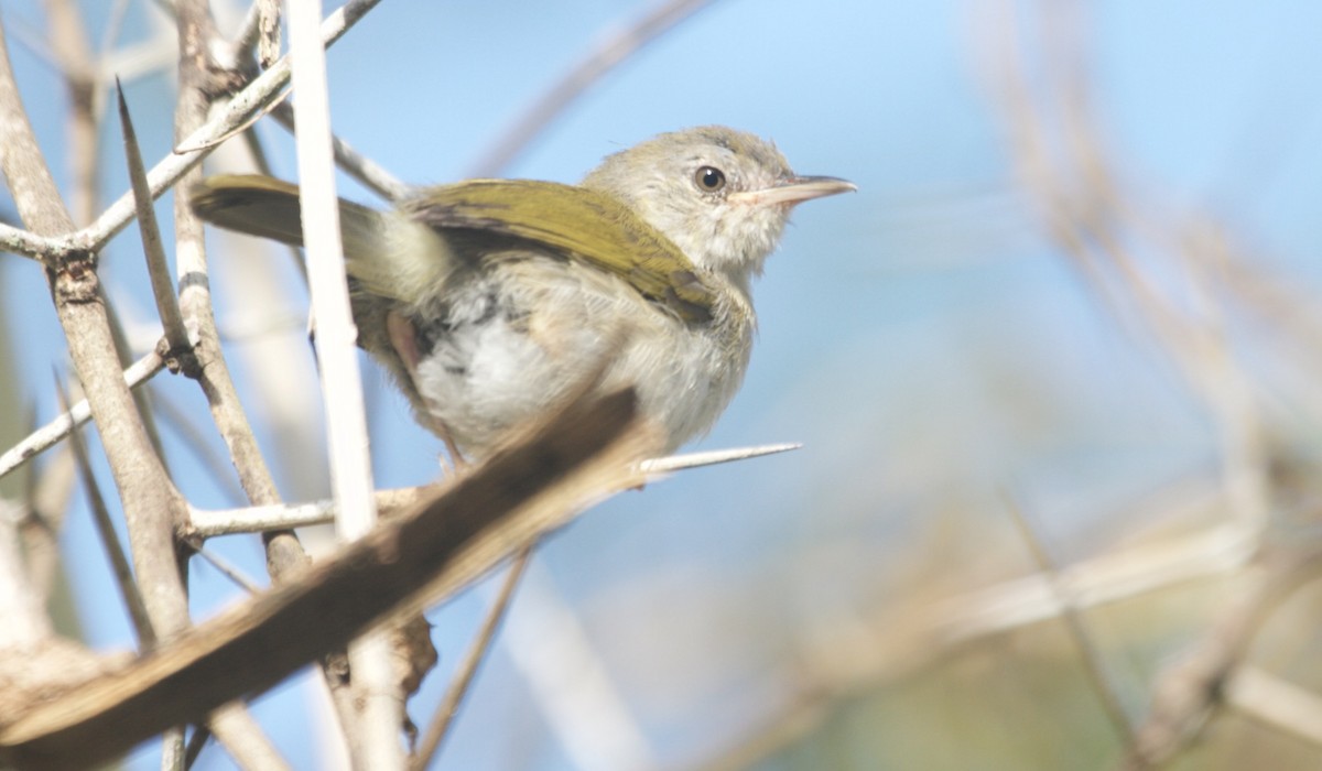 Green-backed Camaroptera (Green-backed) - ML229684691