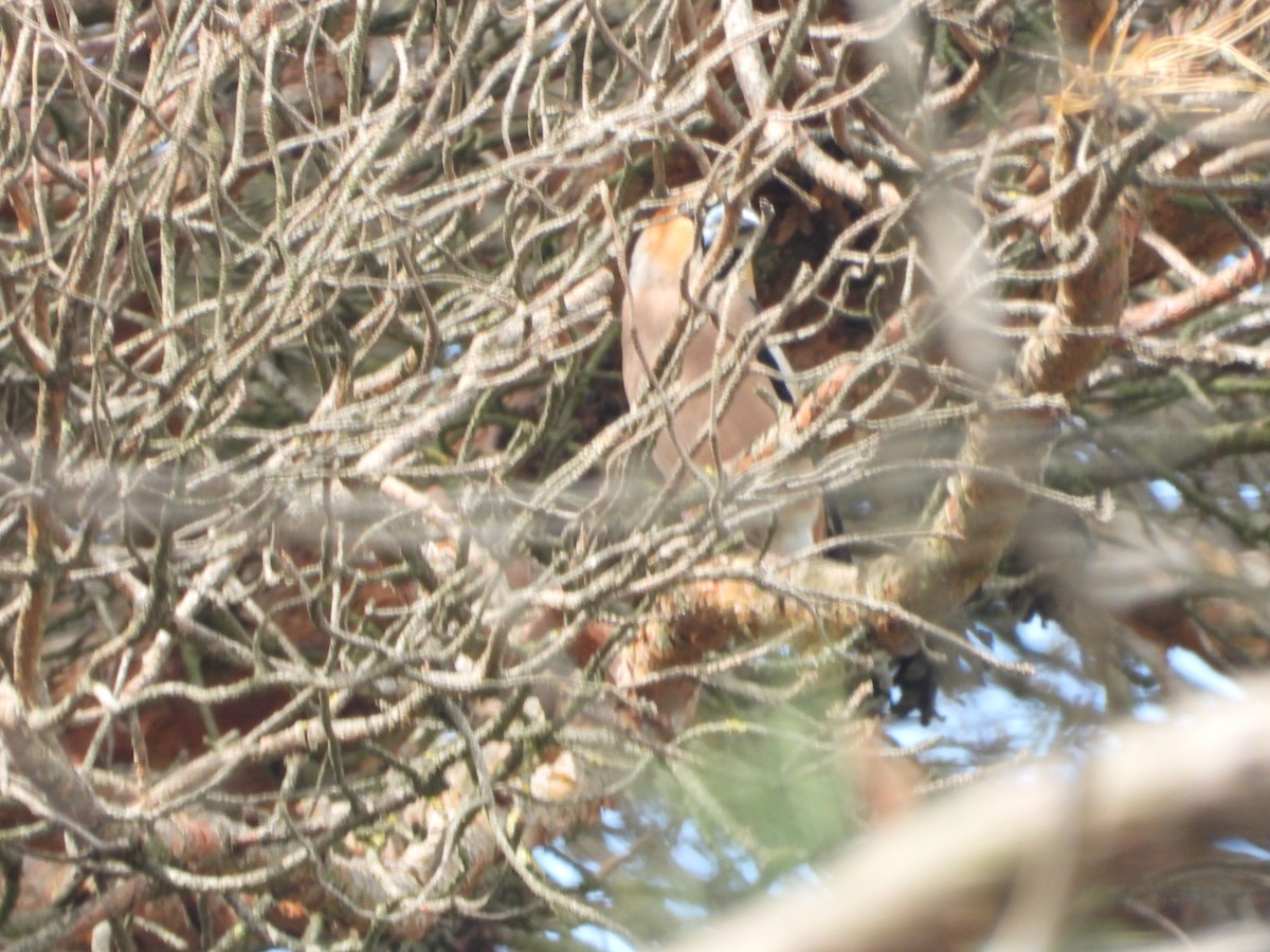 Hawfinch - ML229687151