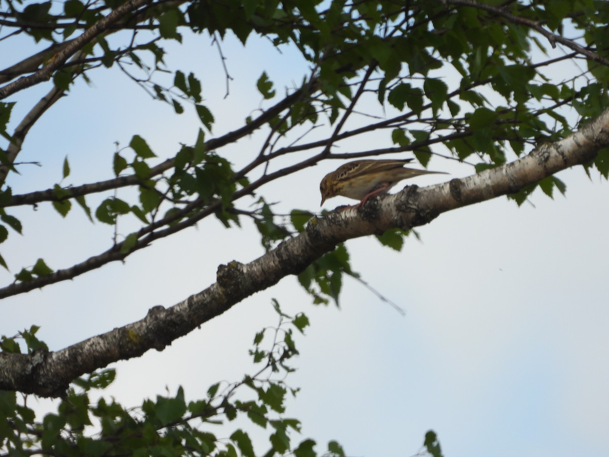 Tree Pipit - Jan Roedolf