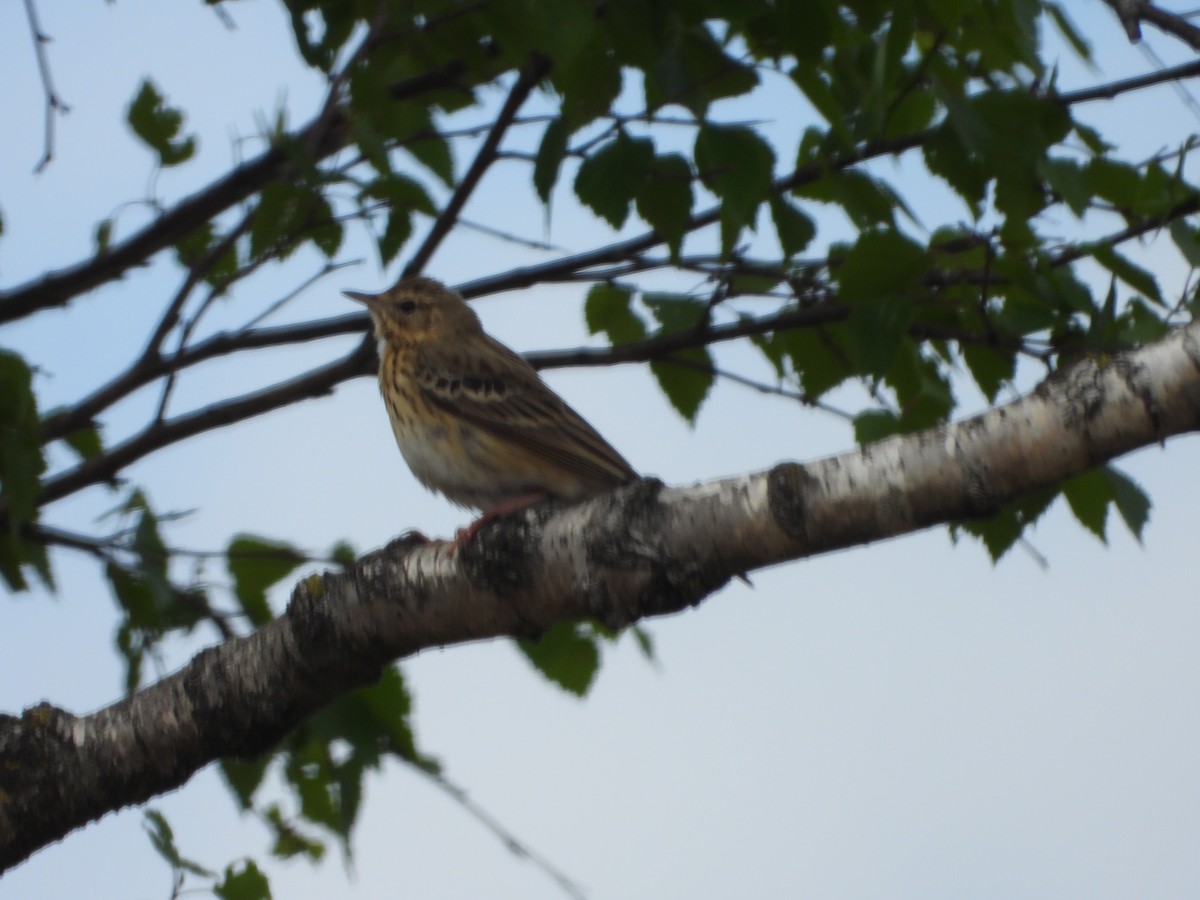 Tree Pipit - ML229687861