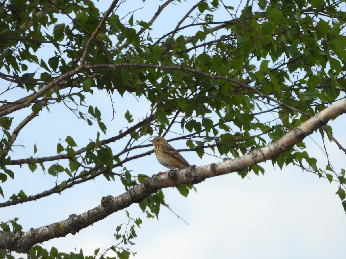 Tree Pipit - ML229687941