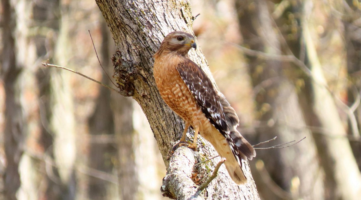 Red-shouldered Hawk - ML229688091