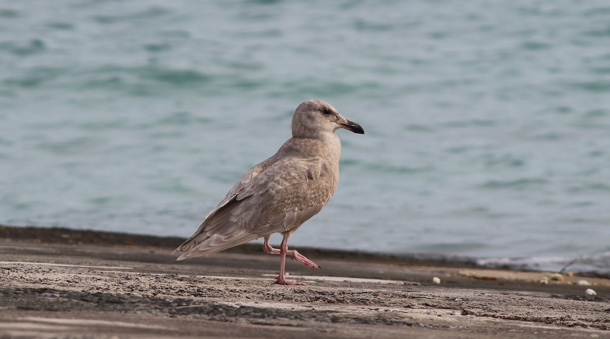 Glaucous-winged Gull - Breck Tyler