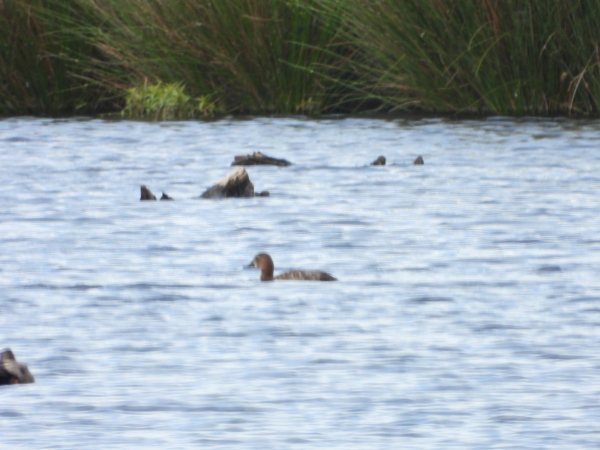 Common Pochard - ML229690491