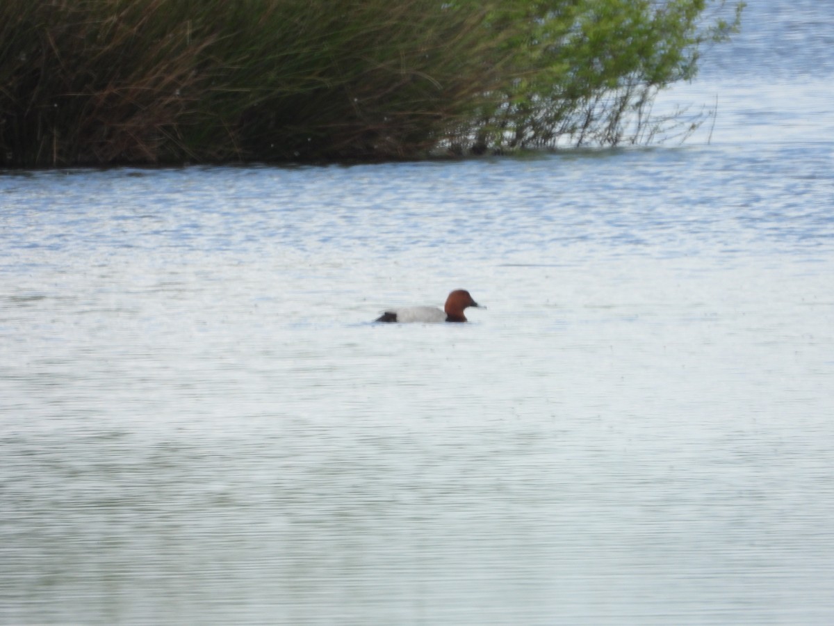 Common Pochard - ML229690511