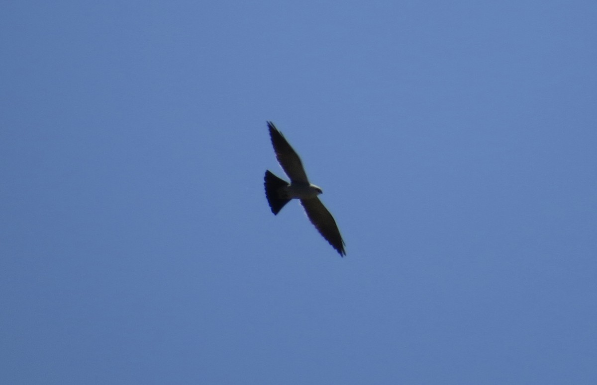 Mississippi Kite - ML229690621