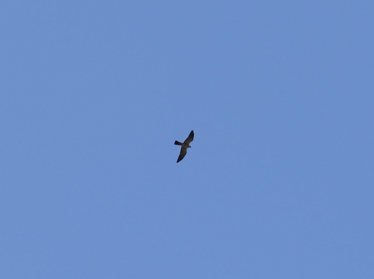 Mississippi Kite - ML229690681