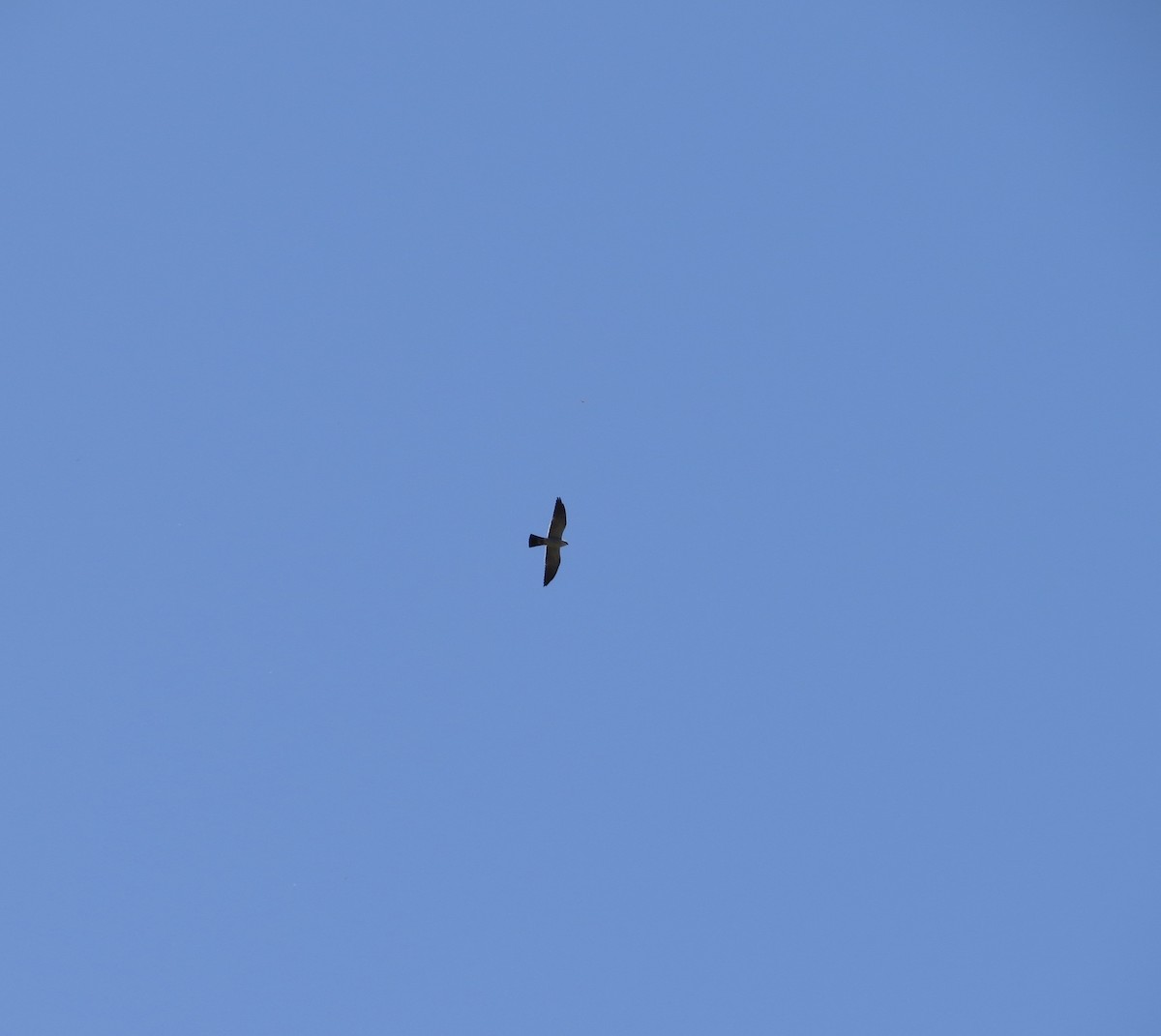 Mississippi Kite - ML229690721
