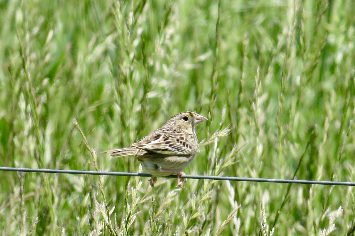 Grasshopper Sparrow - ML229690891