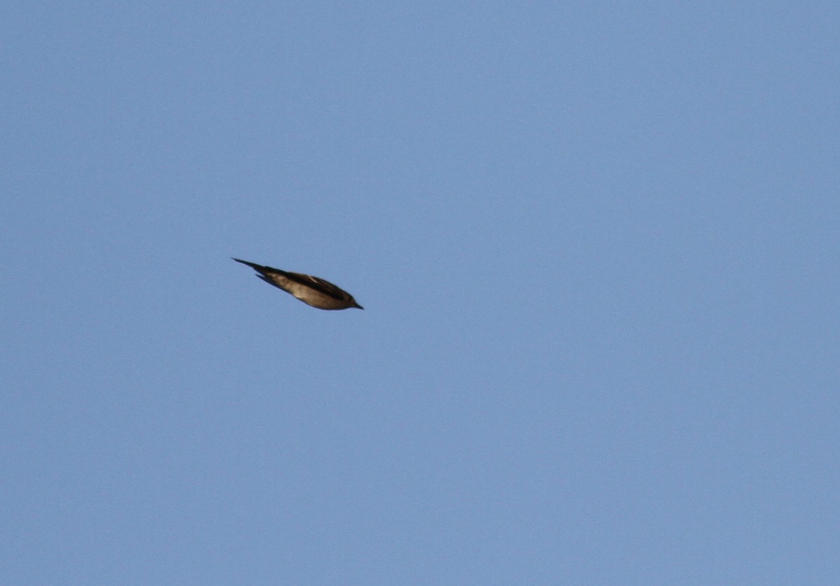 Western Wood-Pewee - Ryan Terrill