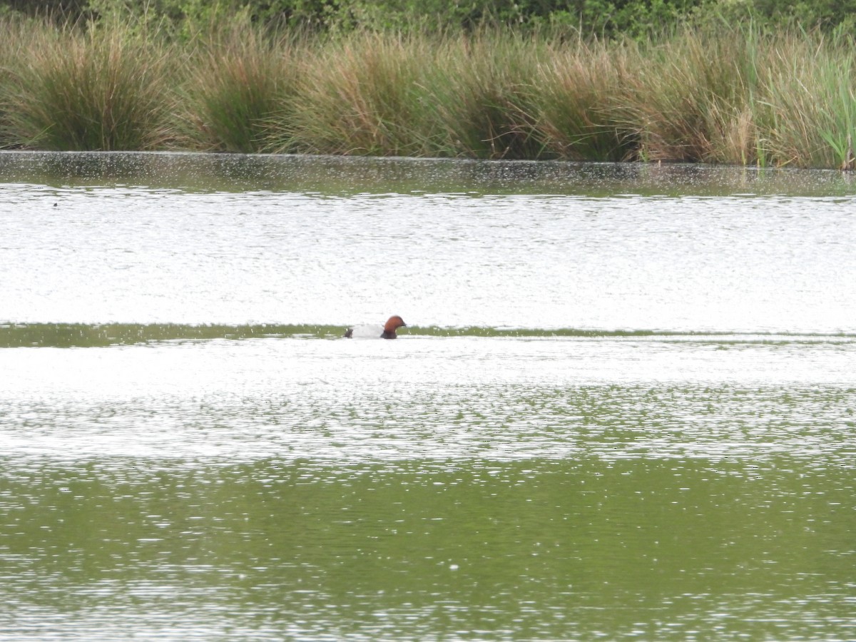 Common Pochard - ML229691171