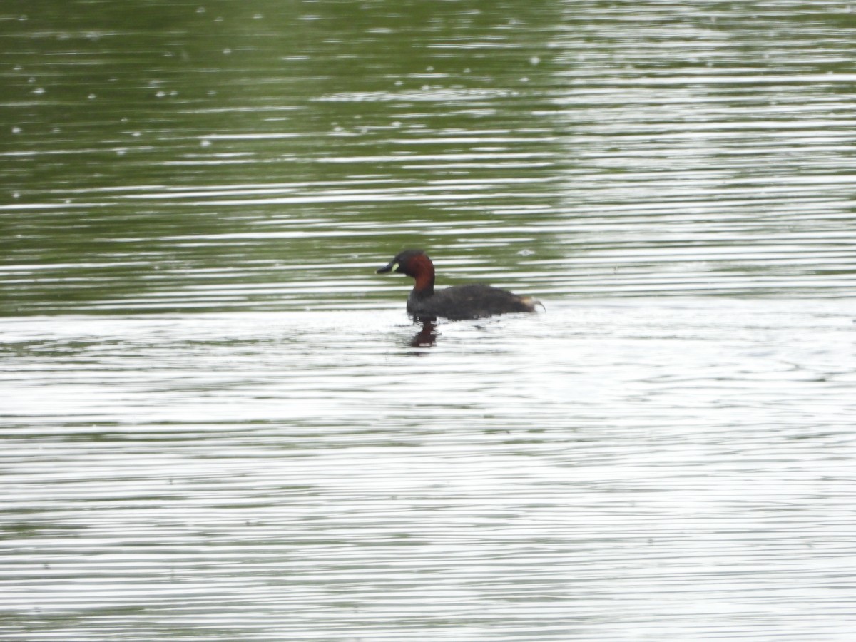 Little Grebe - ML229691401