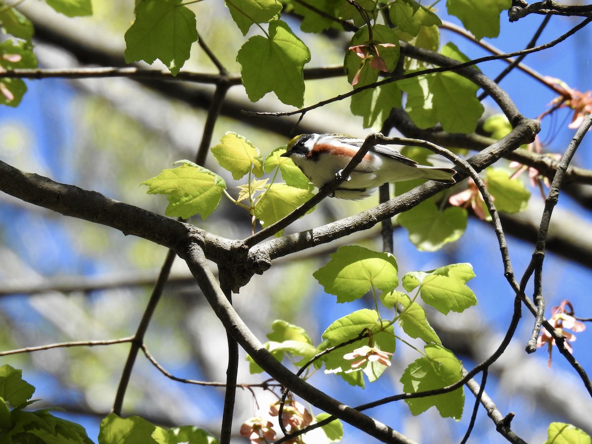 Chestnut-sided Warbler - Dede Kotler