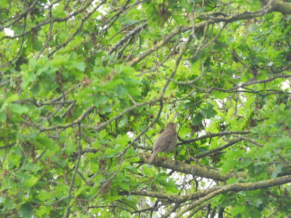 Song Thrush - ML229691821